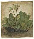 Tuft of Cowslips, 1526, gouache on vellum, 19.3 × 16.8 cm, National Gallery of Art