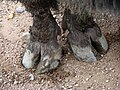 American bison hooves