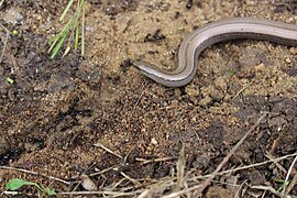 Anguis veronensis