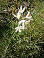 Anthericum liliago