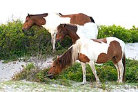 Wild horses standing in marshes