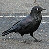Australian raven, Perth