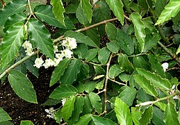 Begonia undulata