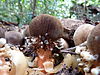 Balanophora fungosa, near Cairns