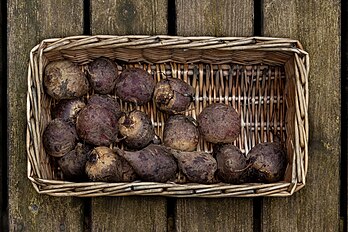 Beterrabas (Beta vulgaris) recém-colhidas em uma cesta em Tuntorp, Brastad, comuna de Lysekil, Suécia. Fotografada ao ar livre com luz natural em um piso de madeira. Técnica do empilhamento de foco (focus stacking) de 19 imagens. A beterraba é um gênero de planta com flores. Economicamente, é a cultura mais importante da grande ordem Caryophyllales. Possui vários grupos de cultivares: a beterraba-sacarina, de maior importância para a produção de açúcar refinado; a raiz vegetal conhecida como beterraba-de-jardim; a folha vegetal conhecida como beterraba-branca; e a mangelwurzel, uma cultura forrageira. O ancestral selvagem das beterrabas cultivadas é a beterraba-marítima (Beta vulgaris subsp. maritima). (definição 4 580 × 3 053)