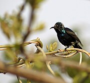 blackish sunbird with glossy blue-green throat