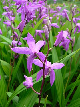 Bletilla striata