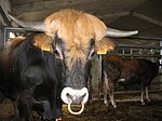 photo couleur de bovins dans une étable. Le poitrail de taureau au premier plan montre un pelage noir, un mufle noir cerclé de blanc, un chignon à longs poils roux sur le front et des cornes droites et fortes. La vache en arrière plan est fauve sombre, plus claire à l'intérieur des pattes.