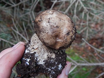 Boletus edulis