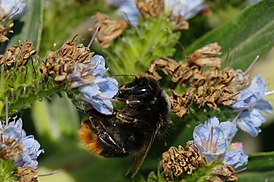 Bombus confusus