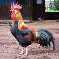 ♂ Coq (Gallus gallus domesticus)