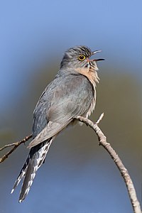 Fan-tailed cuckoo, by JJ Harrison