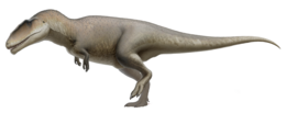 A Carcharodontosaurus rekonstrukciója