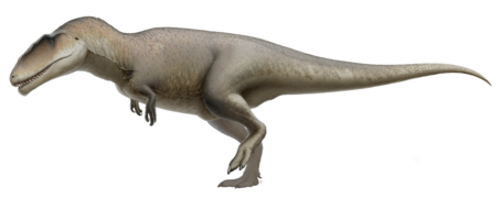 Carcharodontosaurus