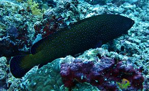 Un mérou céleste (Cephalopholis argus)