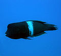 Clown wrasse, Coris aygula, Red Sea