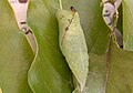 Pupa