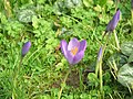 Crocus nudiflorus