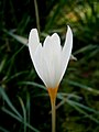 Crocus ochroleucus close-up