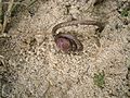 Ripening seed pod