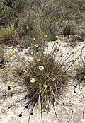 Dasypogon bromeliifolius and habitat