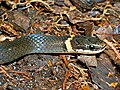 Southern ring-necked snake, D. p. punctatus