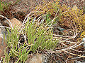 Dudleya edulis