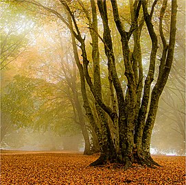 Forêt de hêtres dans le brouillard en Italie. Juillet 2021.