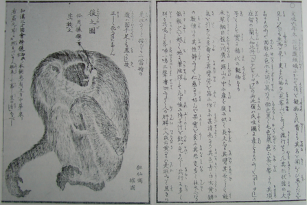 Graphic record of the first gibbon imported to Japan.