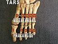 Foot bones - metatarsus and phalanges