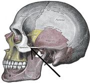 Side view of the skull. (Zygomaticotemporal suture is suture between zygomatic bone, at left in white, and temporal bone, at center in pink.)