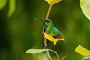 sunbird with metallic green upperparts, yellow belly, black wings, and a narrow purple breastband