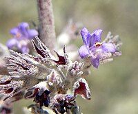 Hyptis emoryi in wash east of the Dead Mountains