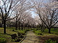 Floración de los cerezos del parque Kinunodai.