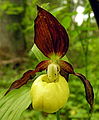 杓蘭 Cypripedium calceolus