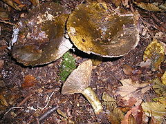 Lactarius necator (très bioaccumulateur de mercure[10]).