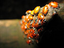 Ladybugs in Mill Valley