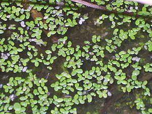 좀개구리밥(Lemna perpusilla)