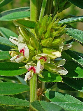 Lespedeza capitata