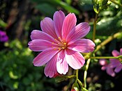 Lewisia cotyledon