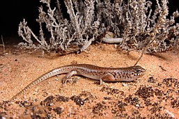 This image depicts a small skink in a desert under a spotlight at night