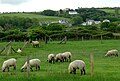 Welsh black-faced sheep graze near Llanon