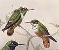 Lophornis adorabilis