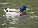 Un colvert, nageant et cancanant, passe le test.