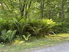 Matteuccia struthiopteris (L.) Todaro. – Matteuccie fougère-à-l'autruche.