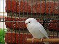 Albino hen