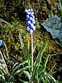 Muscari botryoides