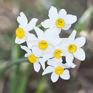 נרקיס מצוי