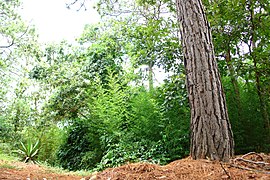 Bosque de coniferas Valle de Ángeles