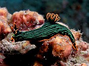 Nembrotha kubaryana de Timor del Este.